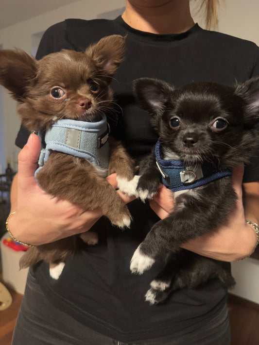 Tips til små hunde – Sådan giver du din lille hund den bedste hverdag