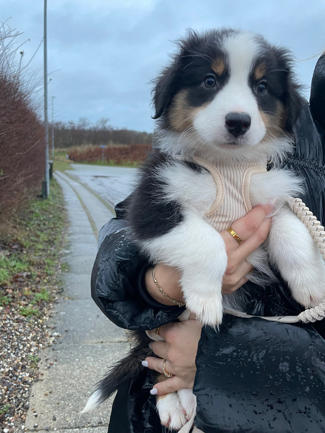 Hvordan finder jeg den rette hundesele? – En komplet guide