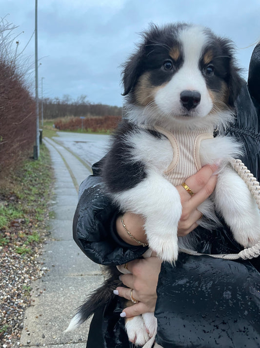 Hvordan finder jeg den rette hundesele? – En komplet guide