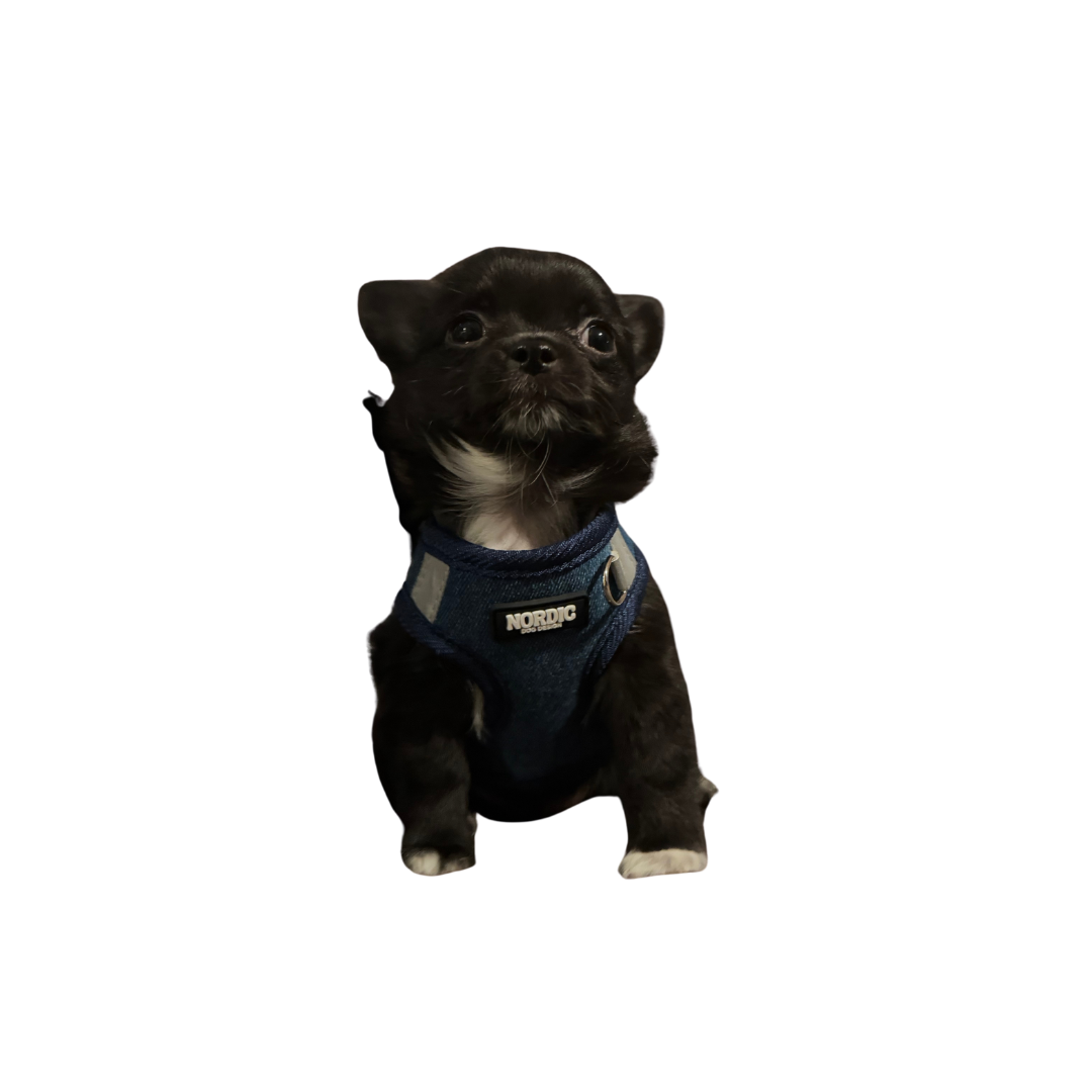 STOCKHOLM HARNESS / SELE - DARK DENIM