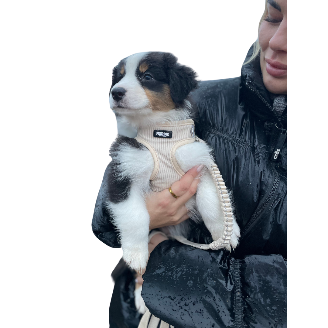 SANDSTORM HARNESS / SELE - BEIGE VELOUR