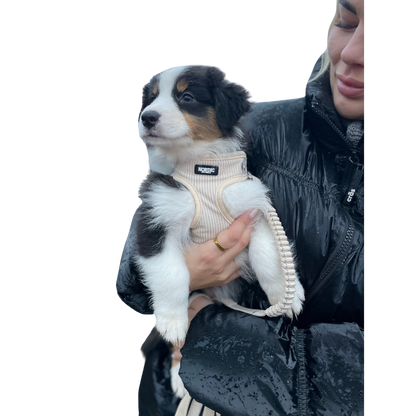 SANDSTORM HARNESS / SELE - BEIGE VELOUR