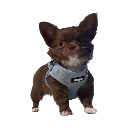 COPENHAGEN HARNESS / SELE - LIGHT DENIM