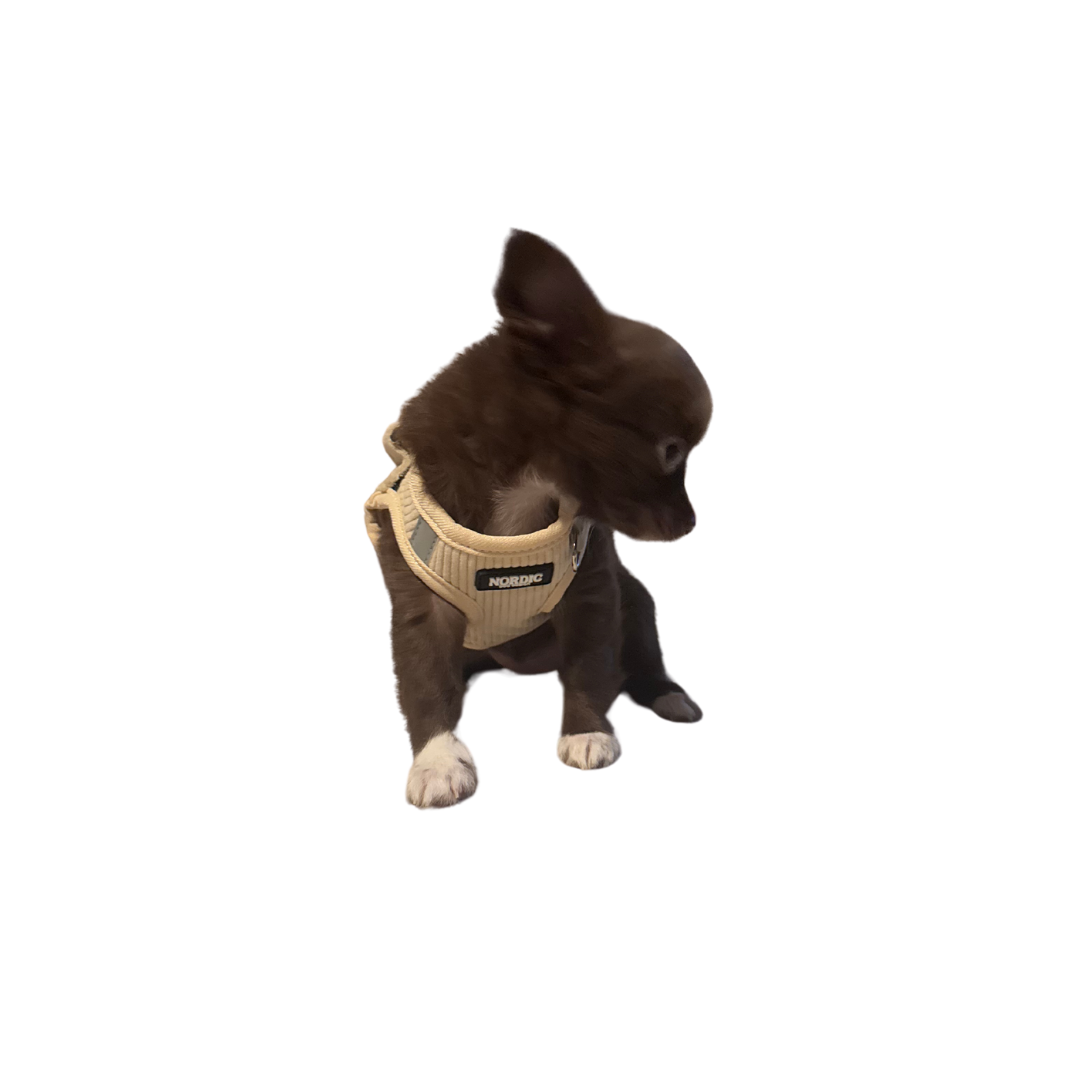 SANDSTORM HARNESS / SELE - BEIGE VELOUR