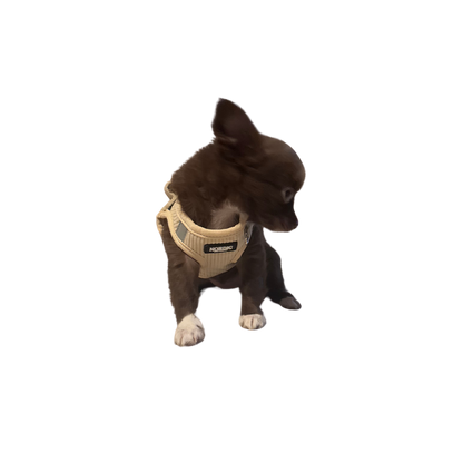 SANDSTORM HARNESS / SELE - BEIGE VELOUR