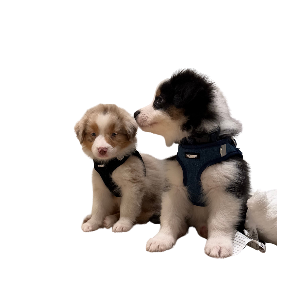 STOCKHOLM HARNESS / SELE - DARK DENIM