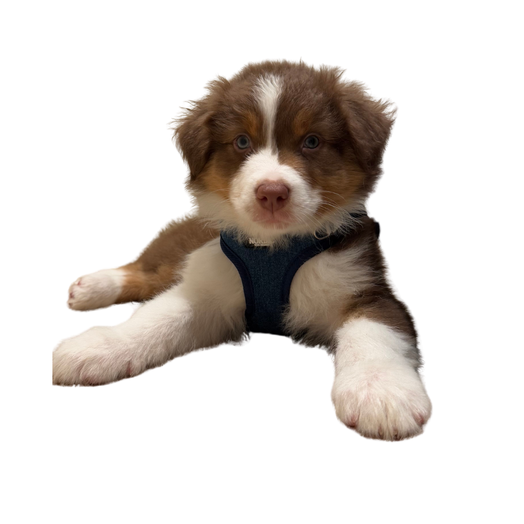 STOCKHOLM HARNESS / SELE - DARK DENIM