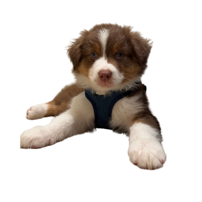 STOCKHOLM HARNESS / SELE - DARK DENIM