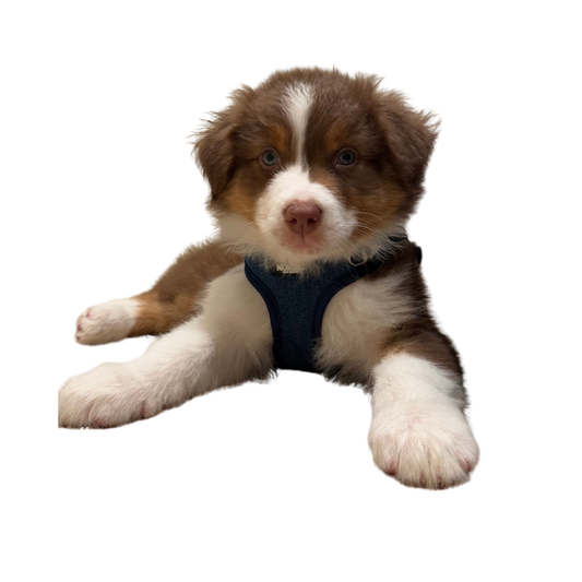 STOCKHOLM HARNESS / SELE - DARK DENIM