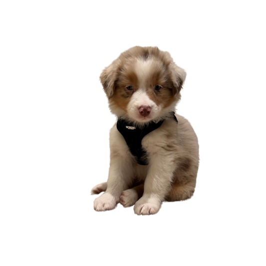 MIDNIGHT HARNESS / SELE - BLACK VELOUR